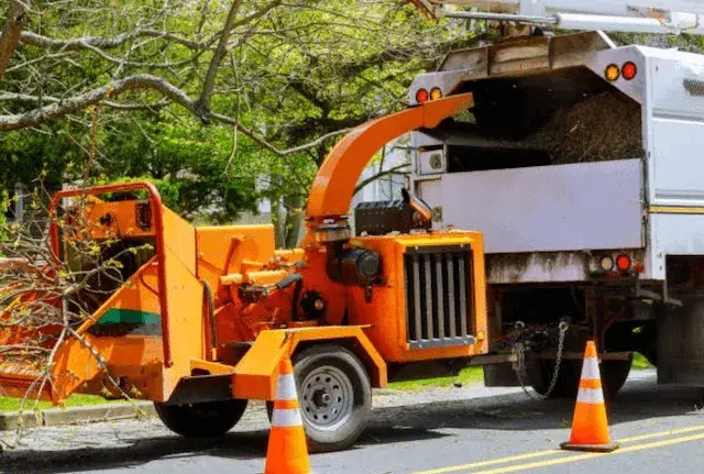 tree removal Milford ma