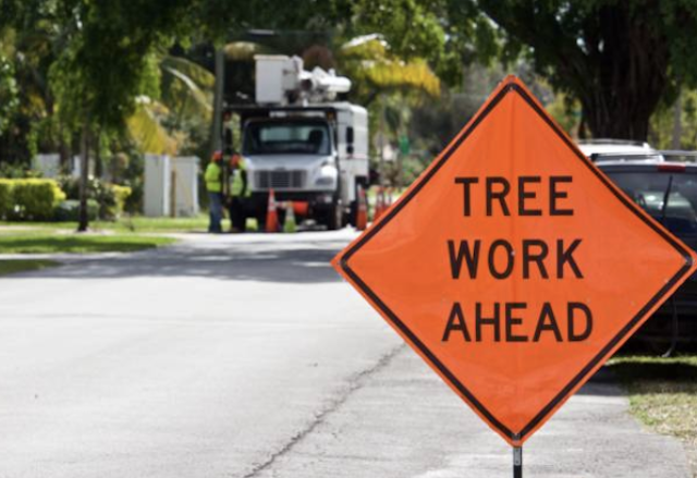 tree removal worcester ma