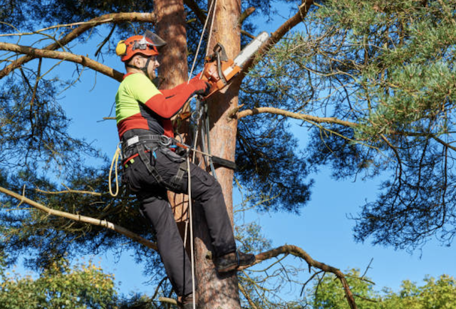 tree pruning worcester