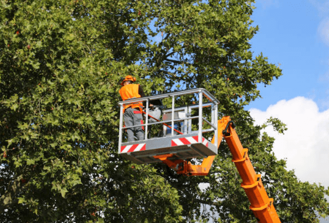 tree trimming worcester ma