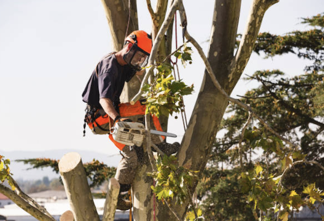 tree removal worcester