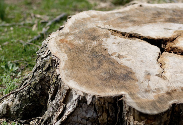 stump grinding Milford ma