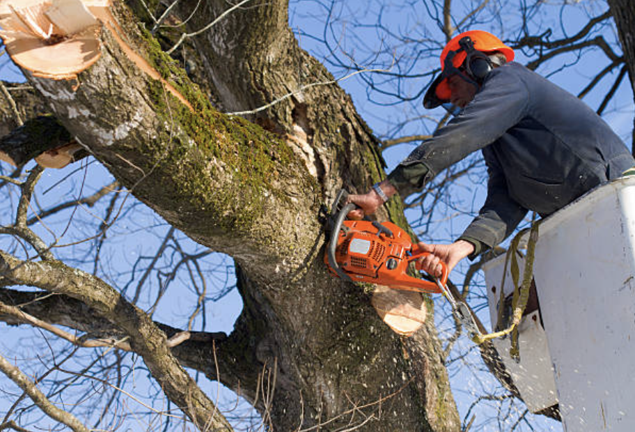 tree trimming Milford ma